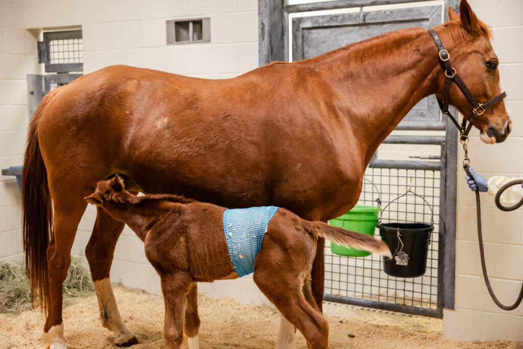 A foal nurses its mother in a stall at the Large Animal Teaching Hospital.