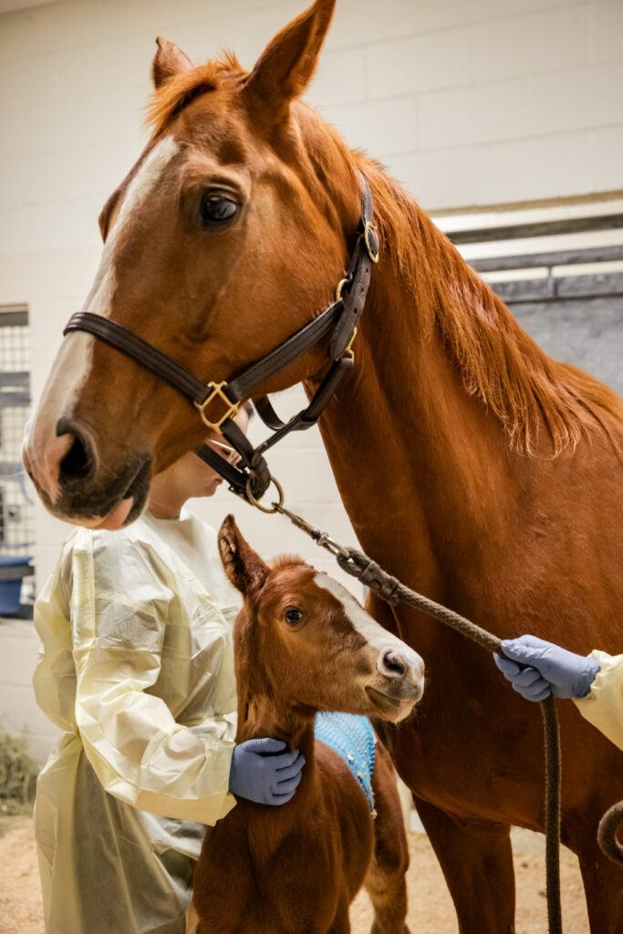 A mare and her foal in a stall at the Large Animal Teaching Hospital