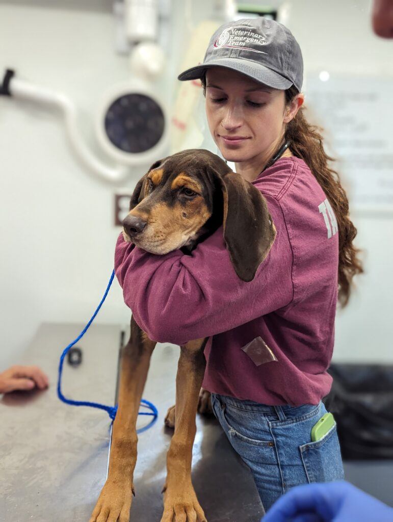 A member of the Texas A&M University Veterinary Emergency Team holds a dog on an exam table.