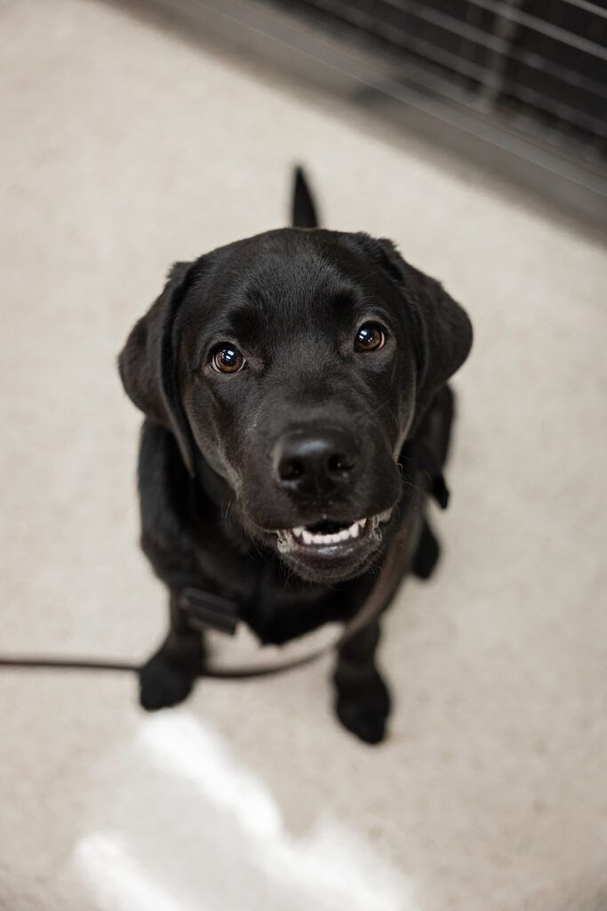 A black Labrador retriever puppy sits for a photo.