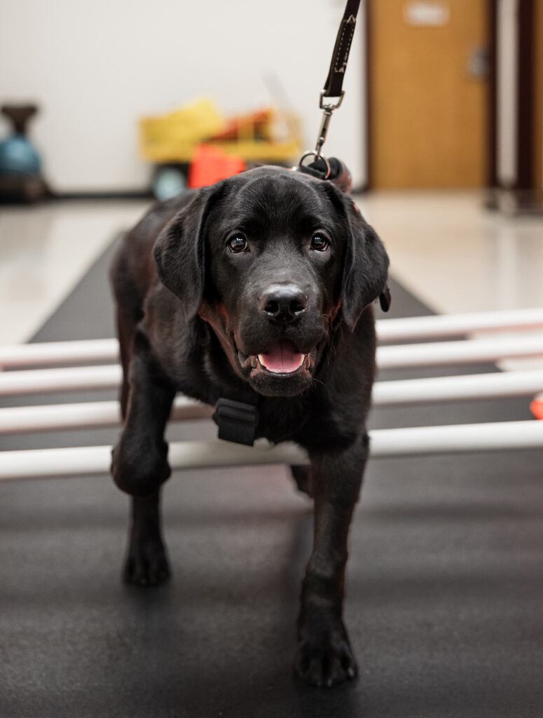 A black Labrador retriever puppy performs a rehabilitation exercise at the Texas A&M University Small Animal Teaching Hospital.