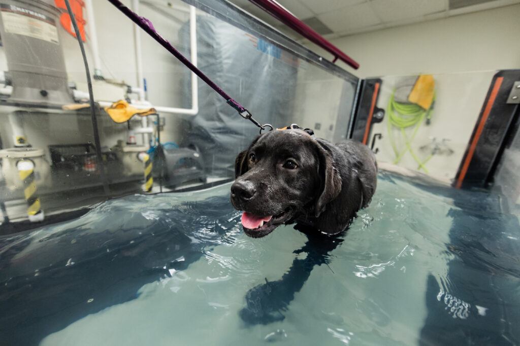 A Labrador retriever puppy walks on an underwater treadmill as part of a physical therapy session while recovering from tetanus.