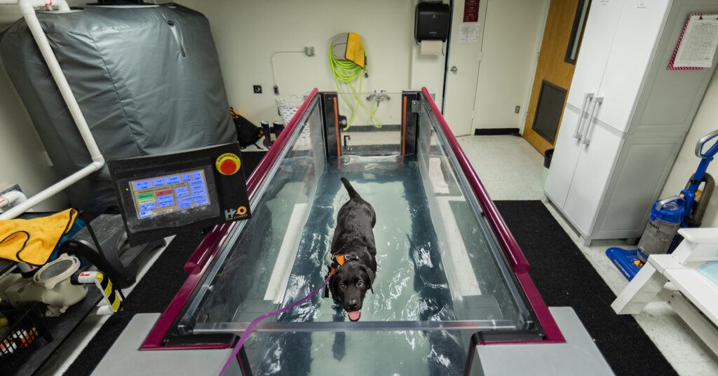 A black Labrador retriever walks on a water treadmill at a veterinary hospital.