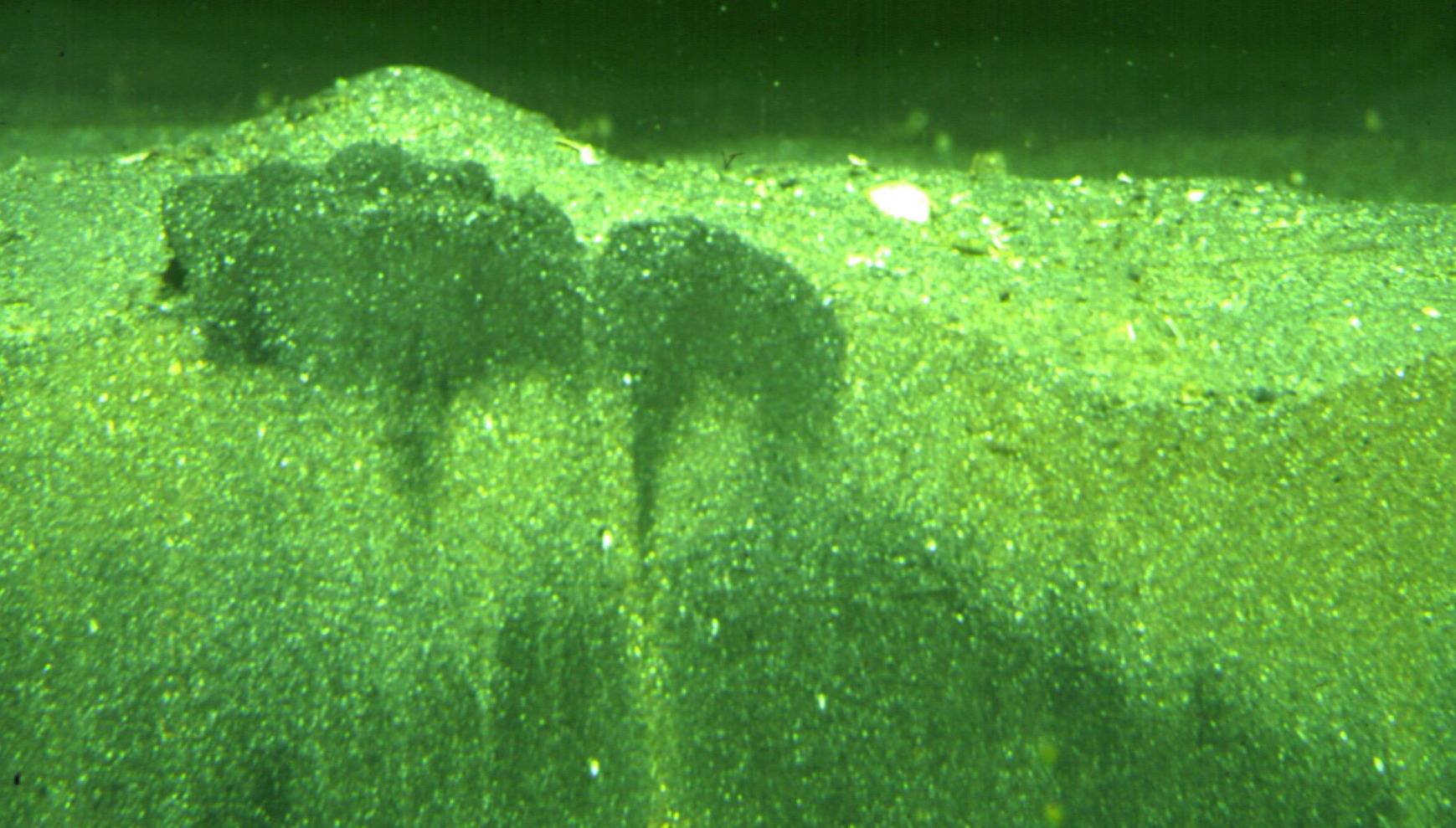 Seafloor sediments that have been burrowed and churned by invertebrate animals, which new research shows play an important role in protecting marine ecosystems.