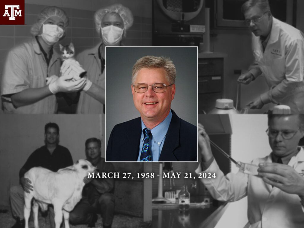A graphic showing a headshot of Texas A&M professor Mark Westhusin over black and white images of his work, including shots of him in the lab, holding CC the cat, and posing next to a cloned calf.