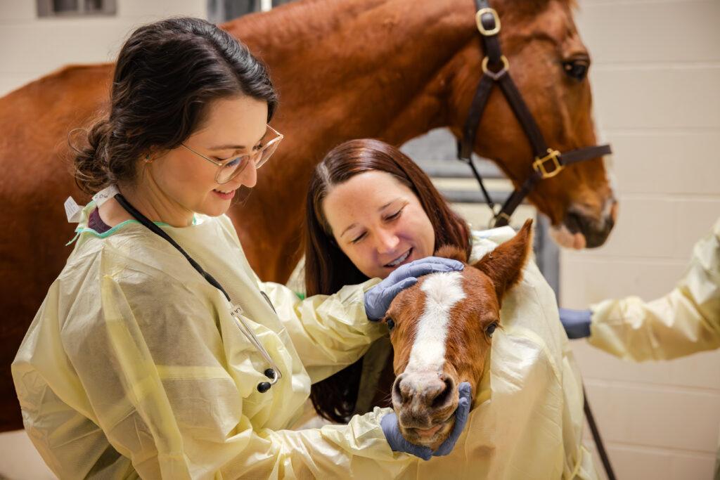 Two women examine a young foal with the mare in the background.
