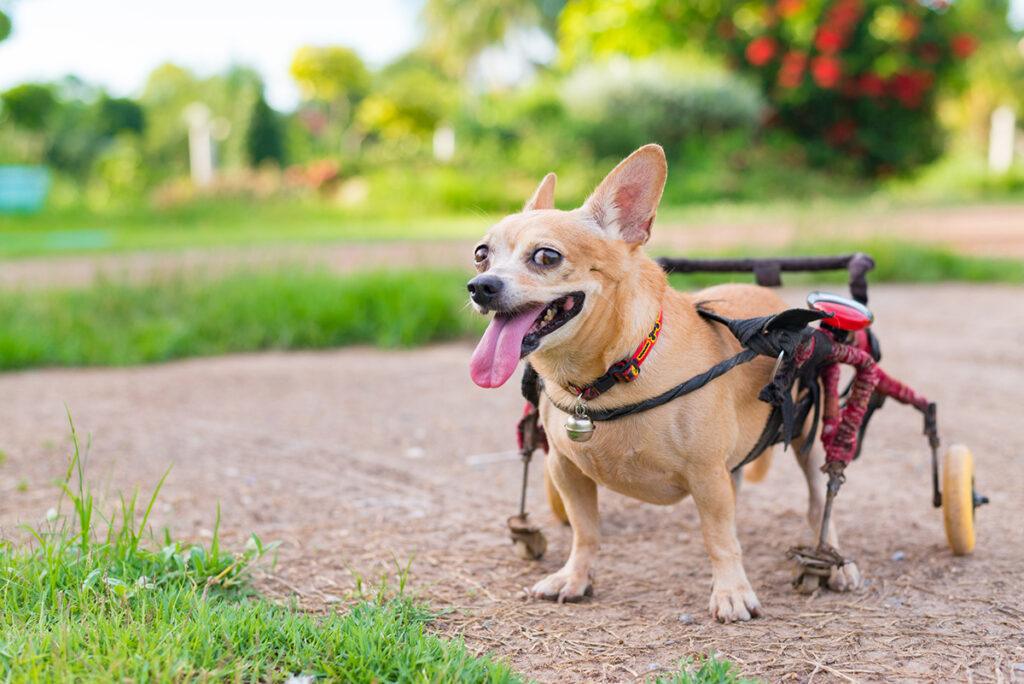 Happy cute little dog in wheelchair or cart walking in grass field.
