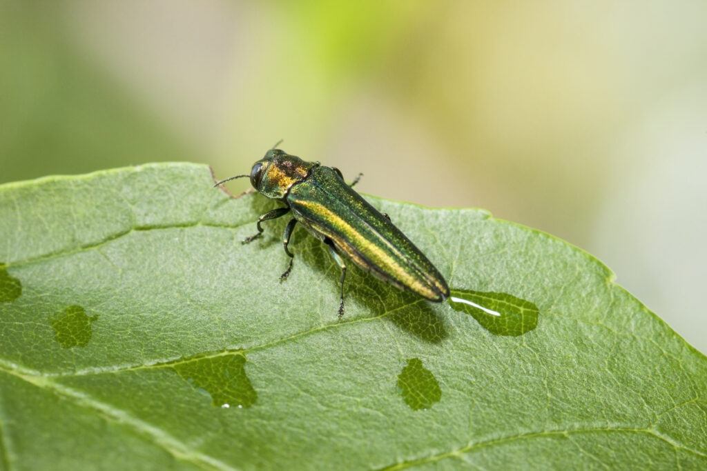 An emerald ash borer feeding on a leaf