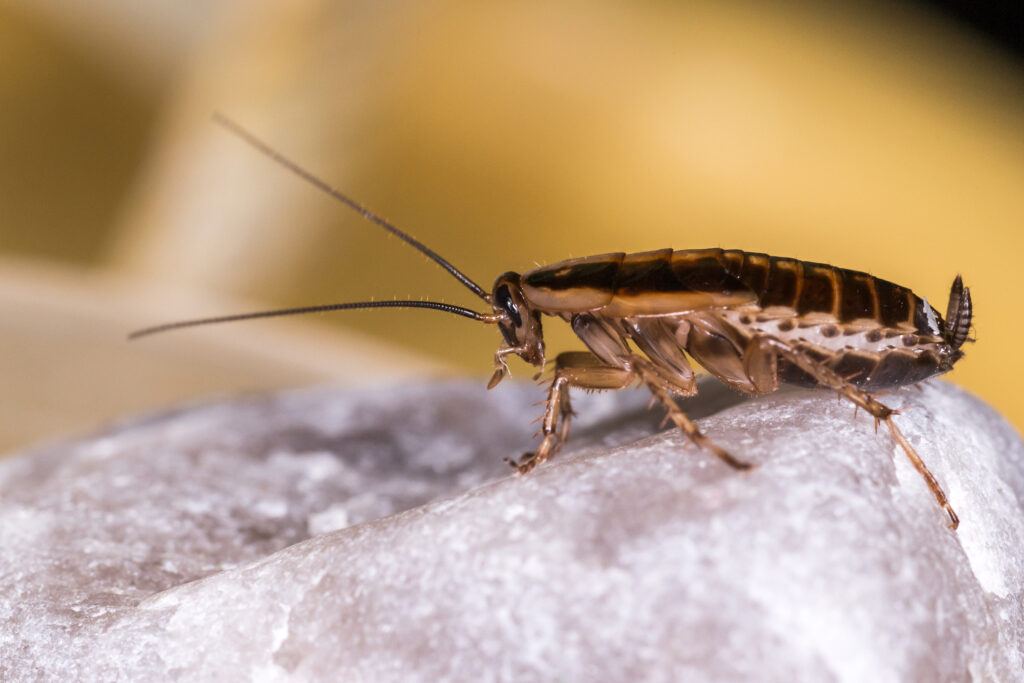 A close up photo of a German cockroach sitting on a rock