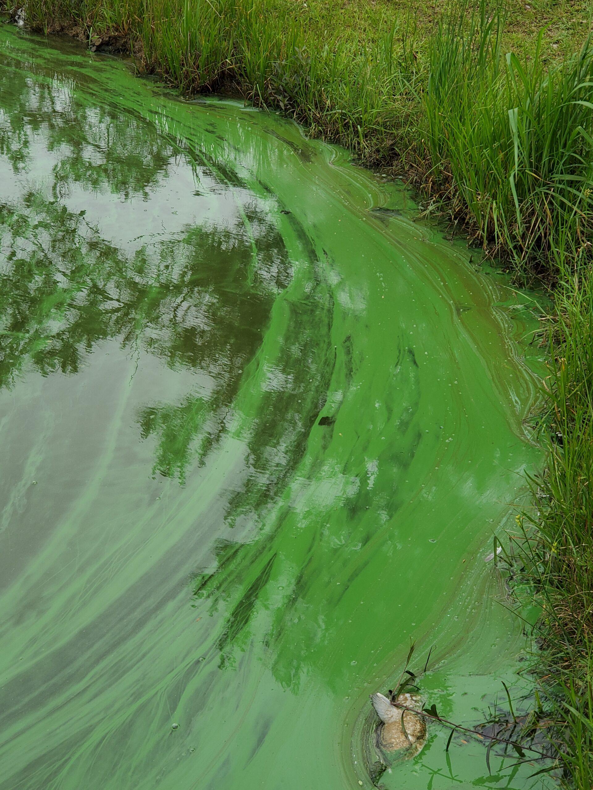 A bright green cyanobacteria bloom is seen around the perimeter of a pond.