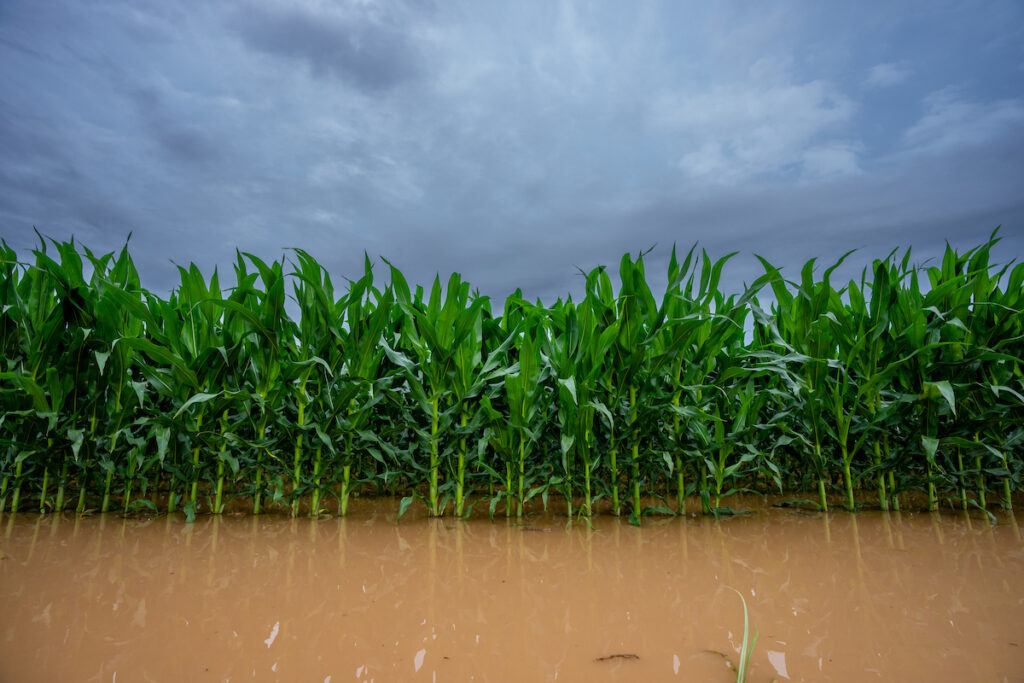A flooded corn field.