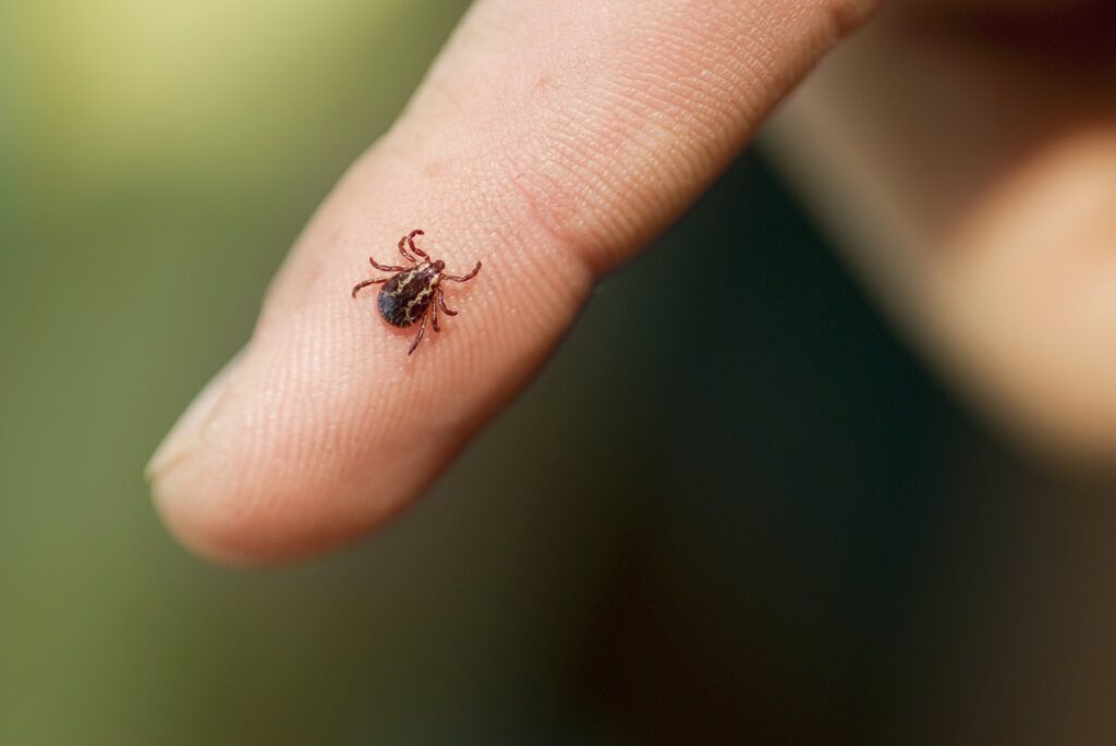 Close up photo of a wood tick on the tip of a person's index finger