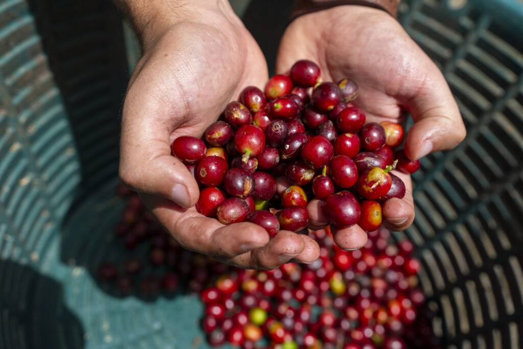 A pair of hands holding newly picked coffee beans over a green basket