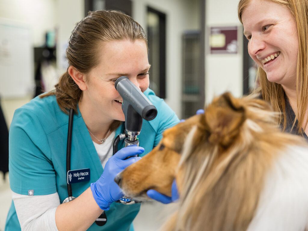 A veterinarian looks uses a device to check the eyes of a dog at a veterinary clinic.