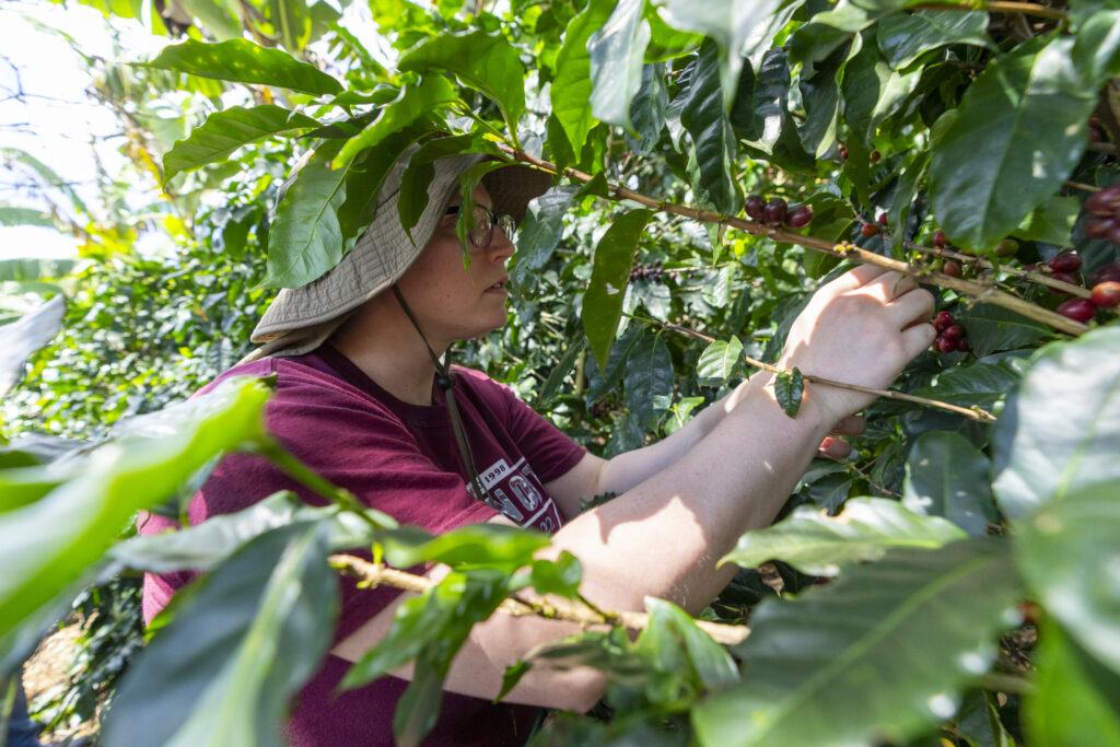 Female Texas A&M student in maroon shirt and khaki hat picking coffee fruit.