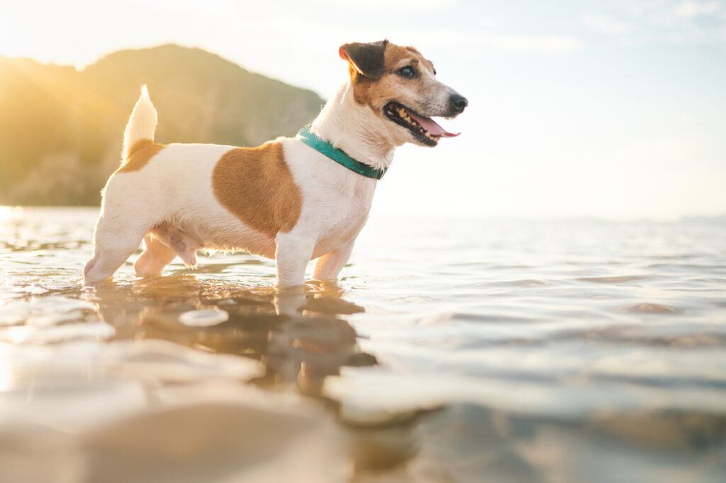 a small dog standing at the shore of a lake
