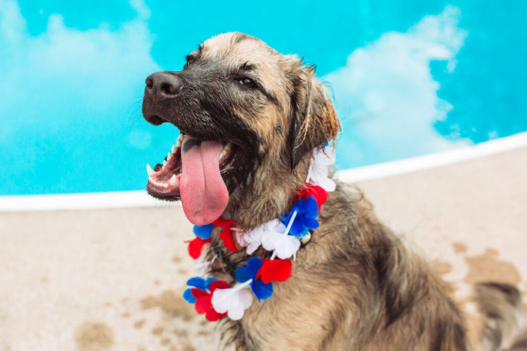 a dog next to a swimming pool wearing a red, white and blue collar