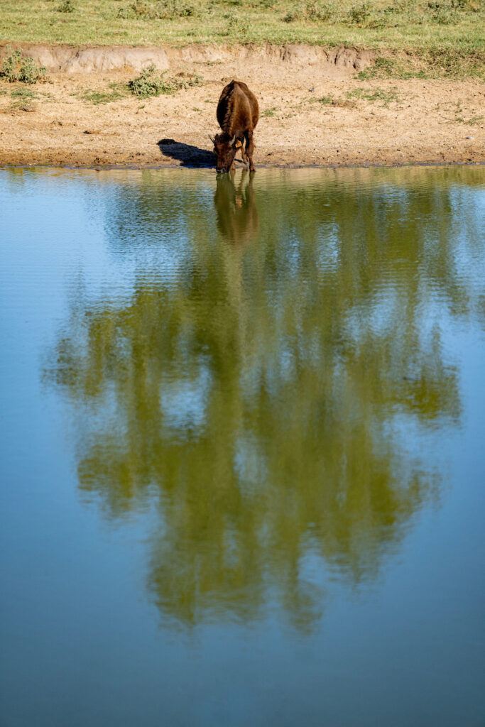 Bison at the Lucky B Bison Ranch leans over to drink water from a pond. Livestock need clean water following hurricanes.