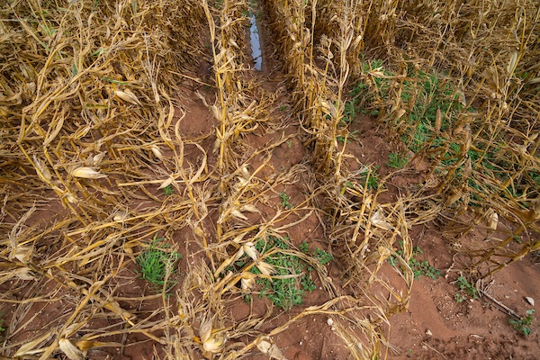 A field of corn stalks with wind and water damage.