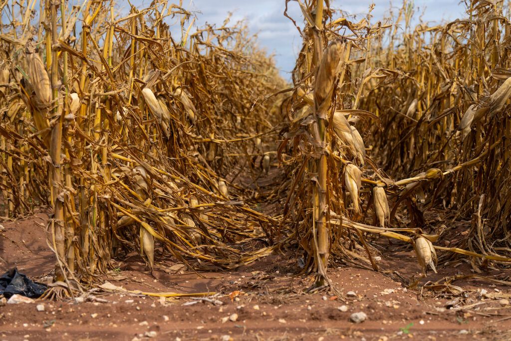Flattened corn stalks in a field