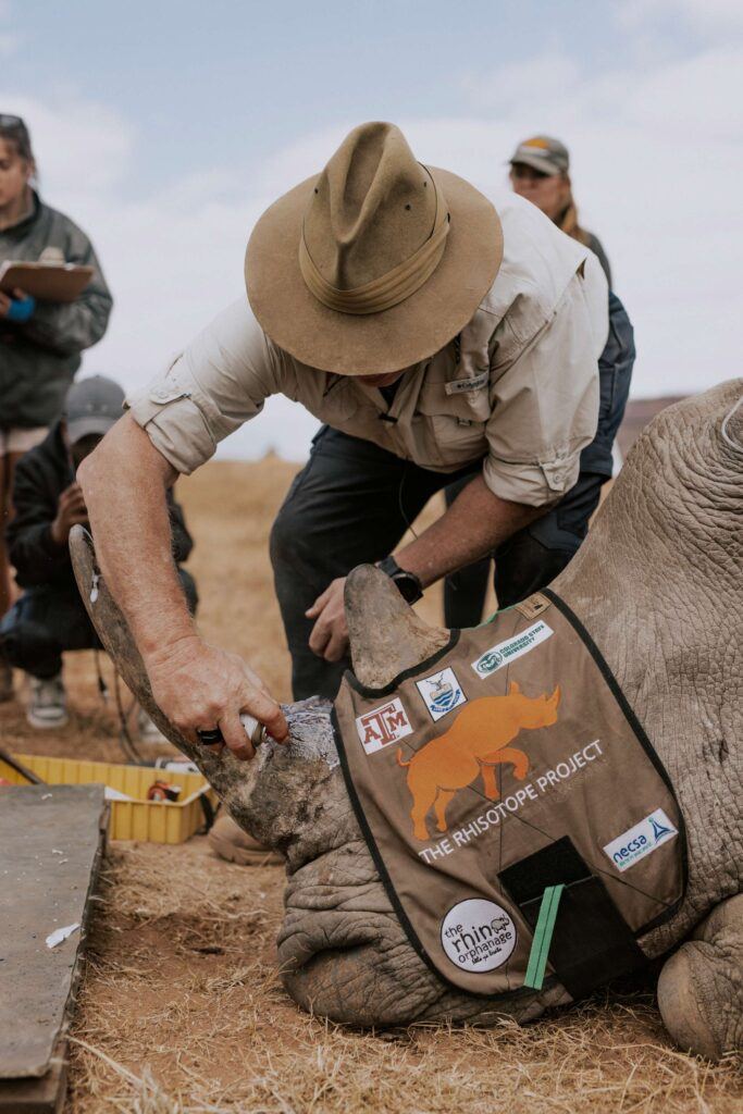 A research works on a rhinoceros in the field.
