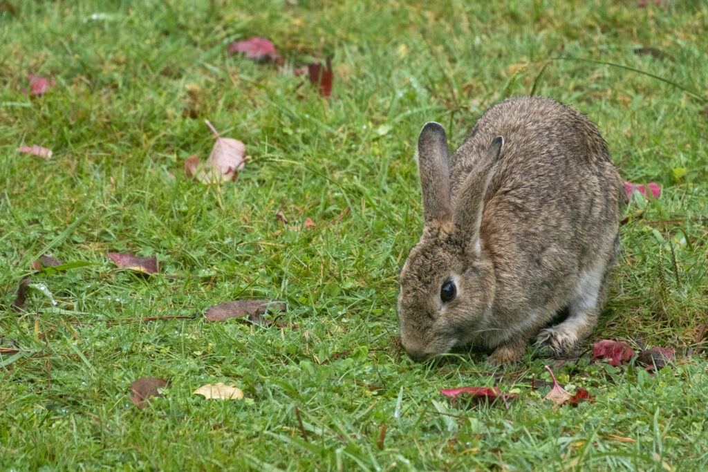 a wild rabbit on a bright green lawn