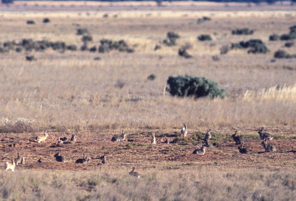 Feral rabbits in South Australia