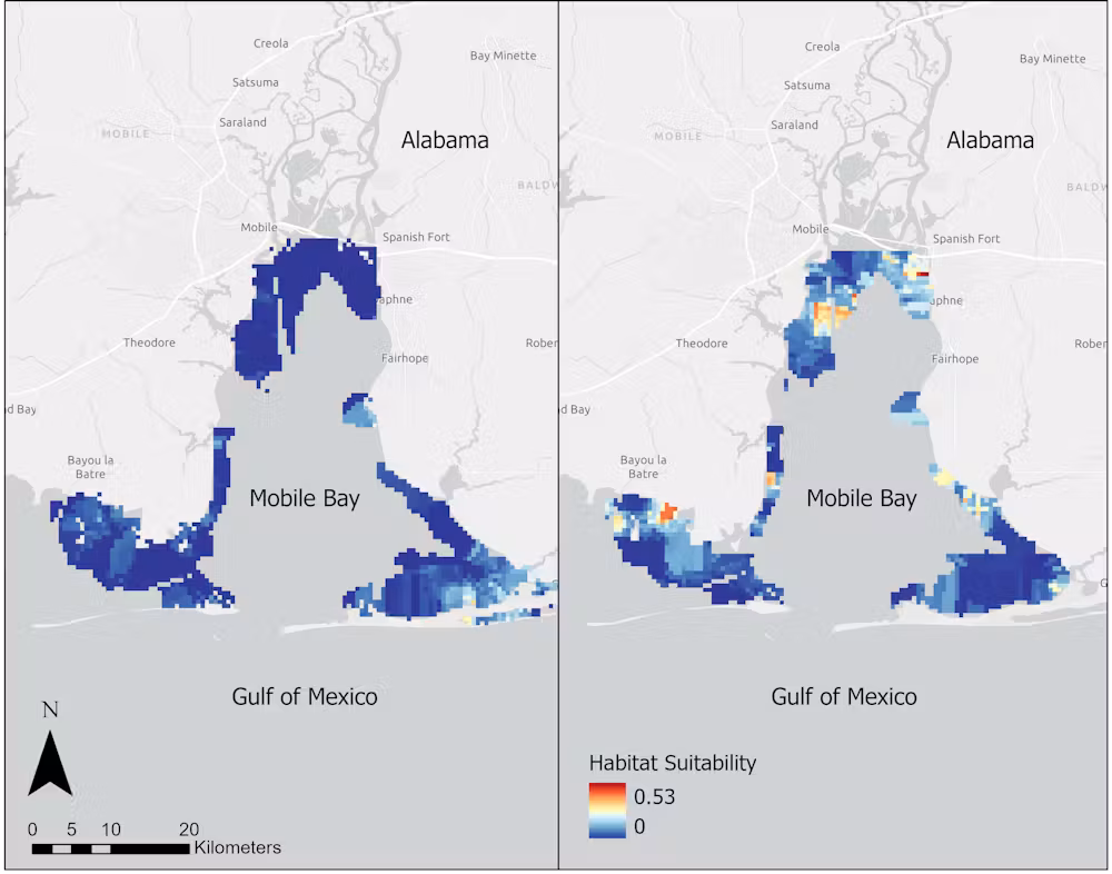 two side-by-side maps showing habitat suitability for bull sharks in Mobile Bay, with more areas of higher suitability on the right map