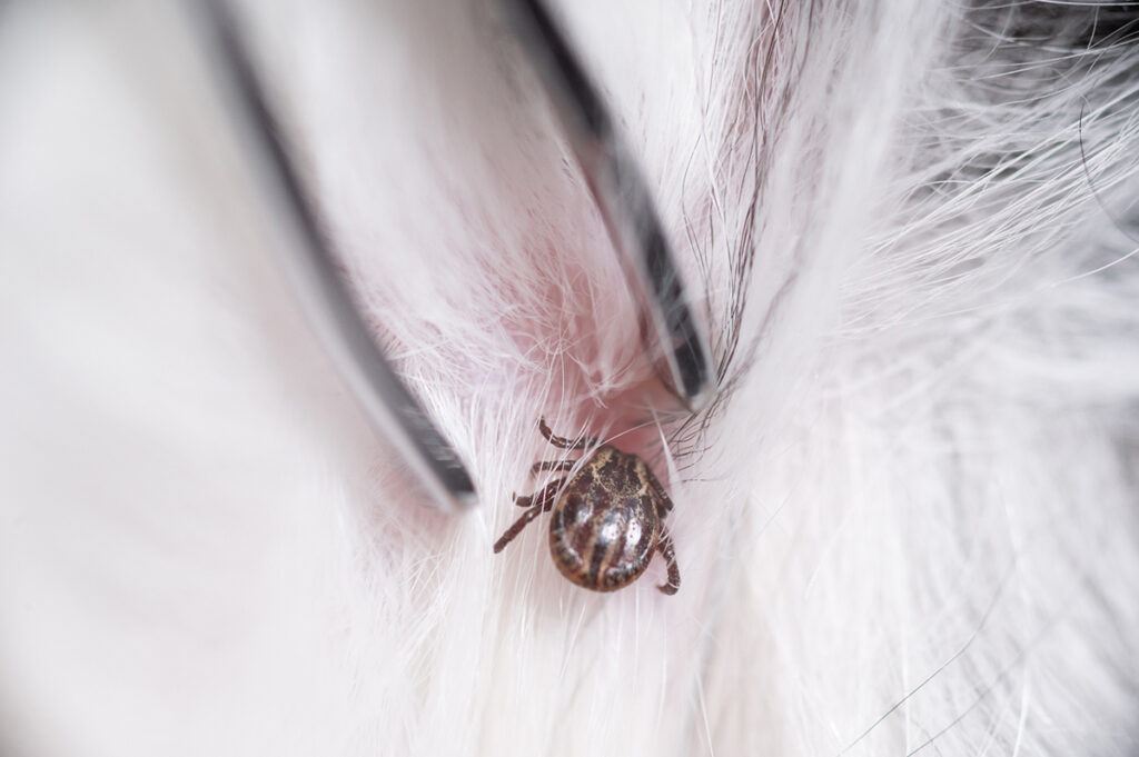 tweezers about to remove a tick off a dog