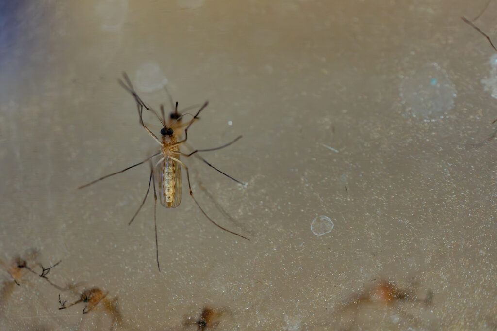 A close-up photo of a mosquito