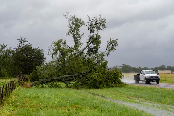 A large downed tree as a result of Hurricane Beryl in Texas.