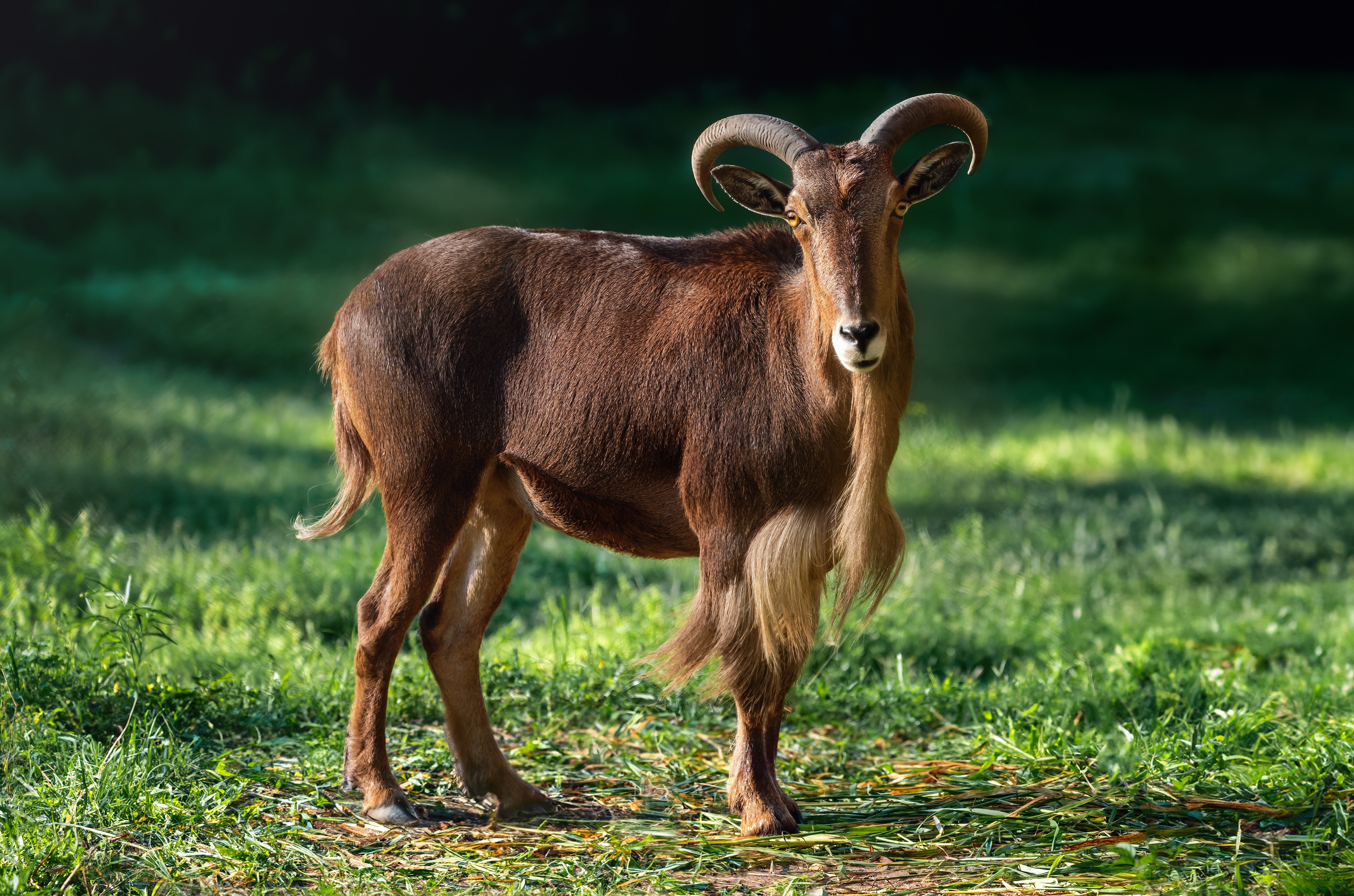 A photo of a Barbary sheep, also known as an aoudad.