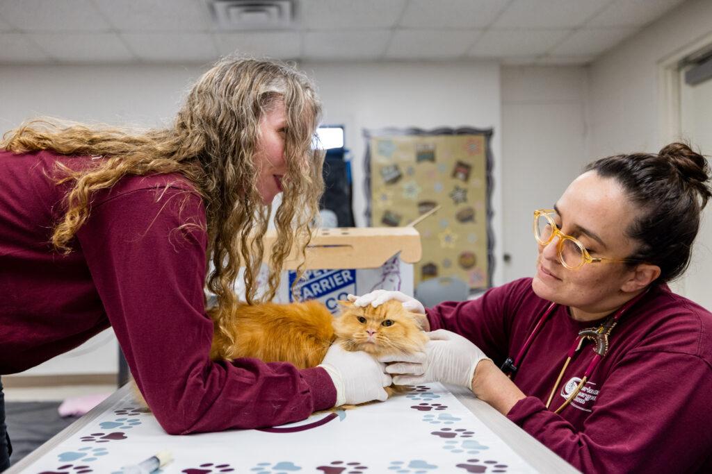 Members of the Veterinary Emergency Team examine an animal during a recent deployment.