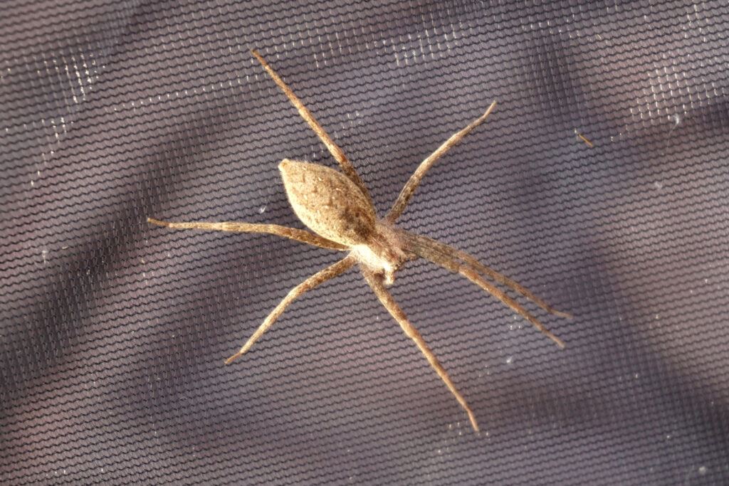 a brown recluse spider