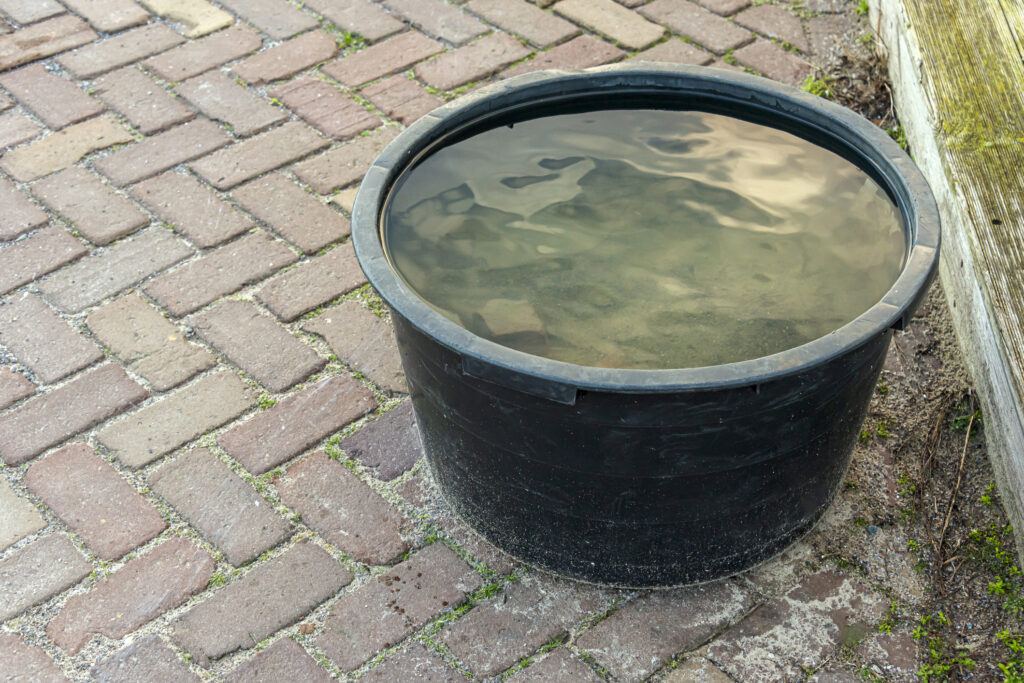 a large bucket of stagnant water