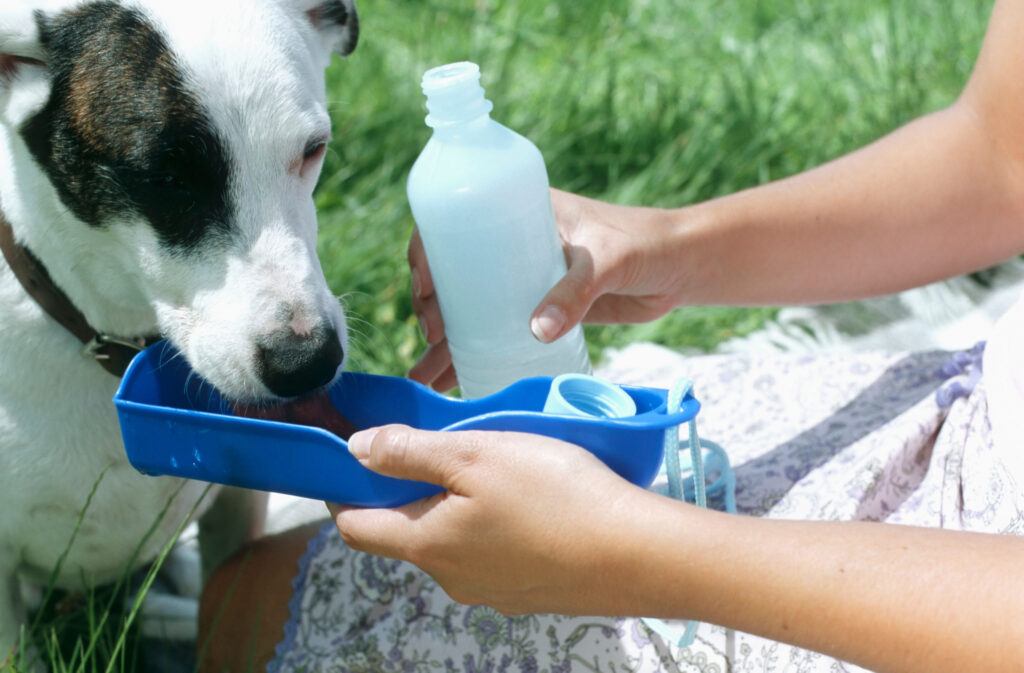 a dog drinking from a portable water bottle and bowl