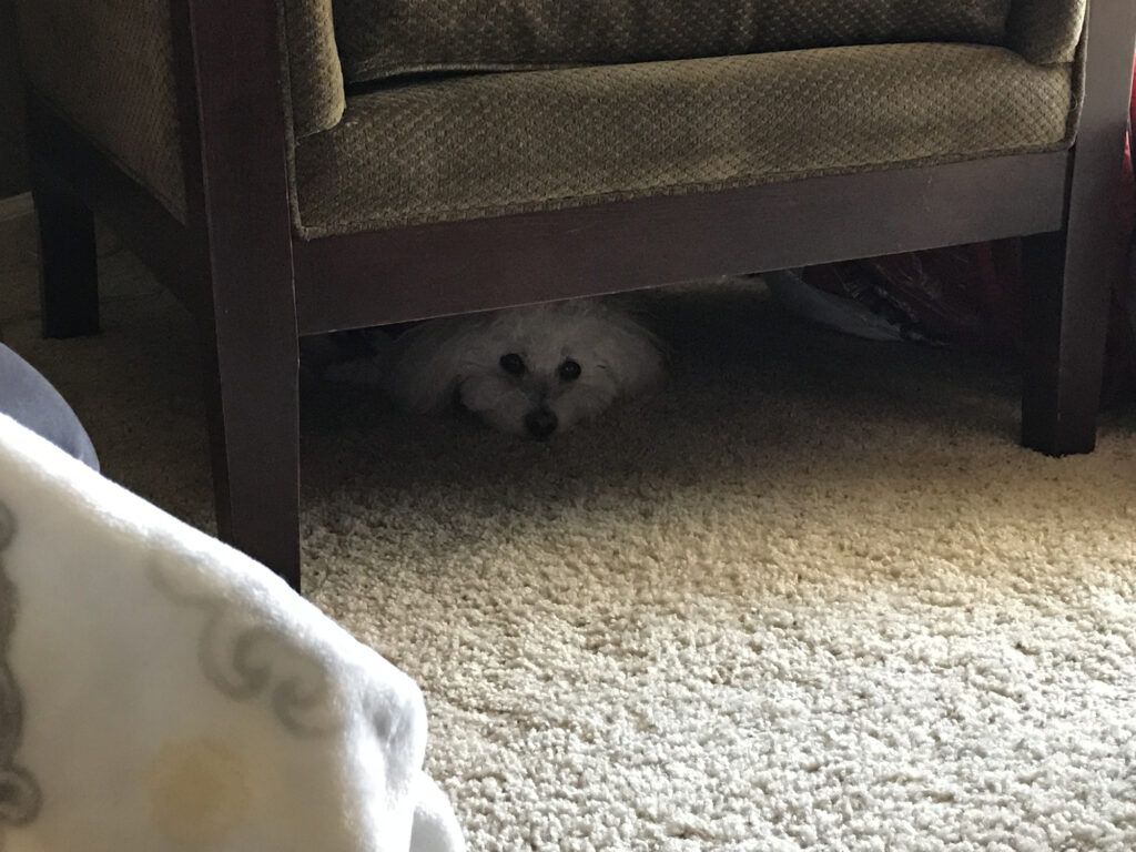 a dog crouched under a chair indoors