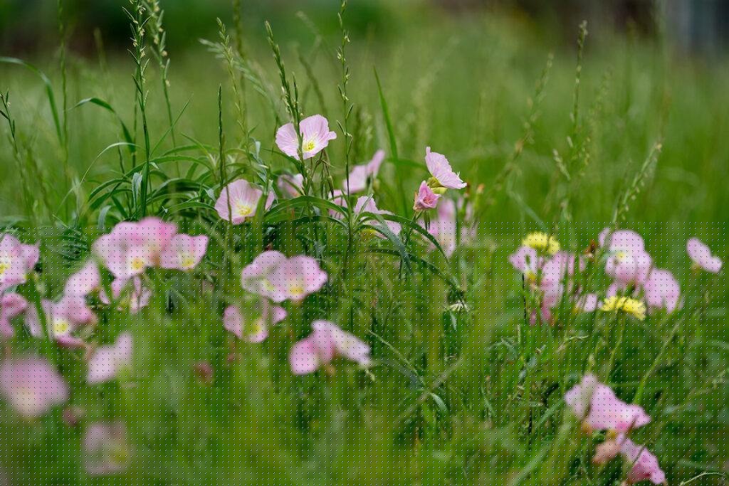 Evening primrose wildflowers in a field.