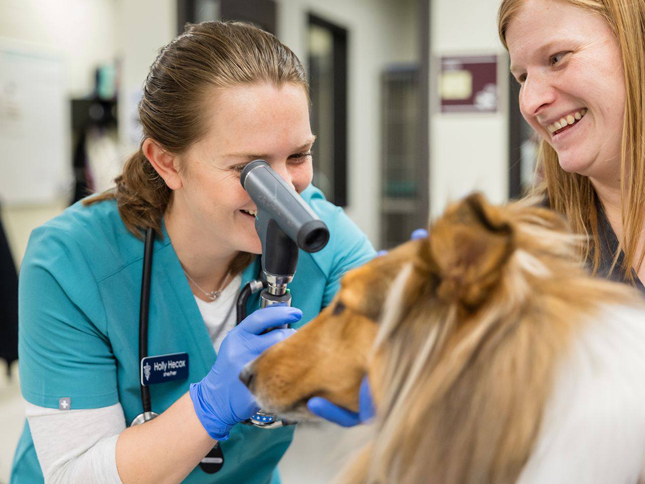 Reveille getting a check-up with Texas A&M veterinarians