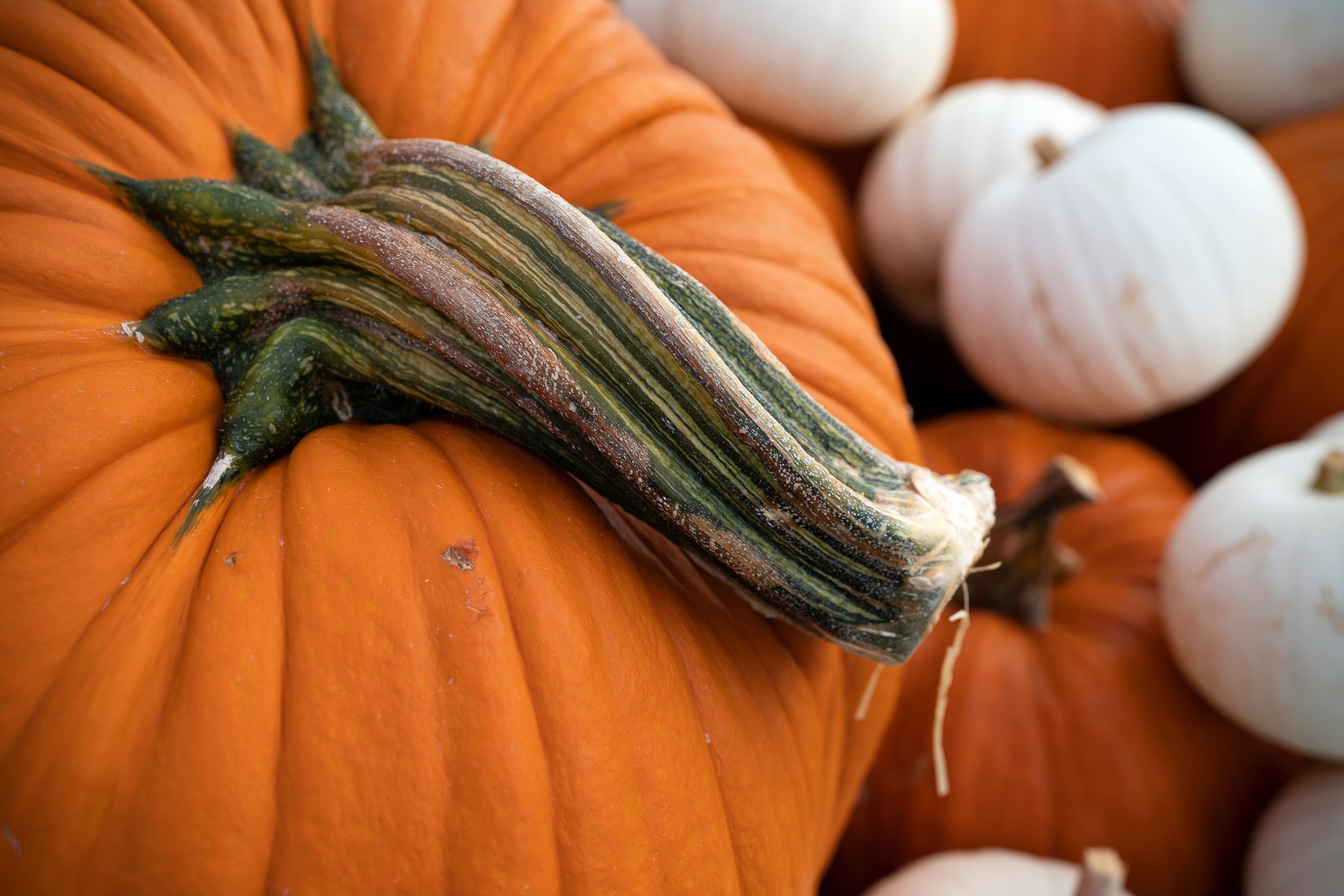 A close up of an orange pumpkin with a pile of white and orange pumpkins in the background.