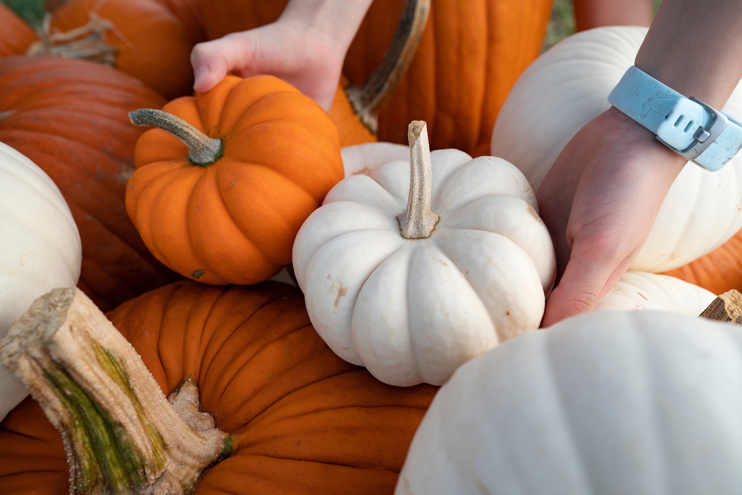 Hands holding two small pumpkins with larger pumpkins underneath