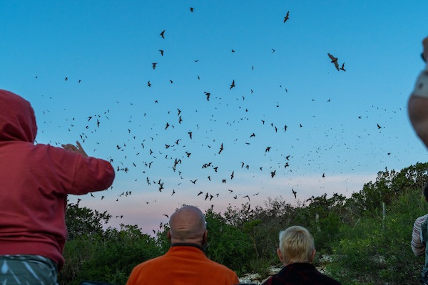Bats flying at dusk in Texas. Several people are in the foreground looking up at the sky.