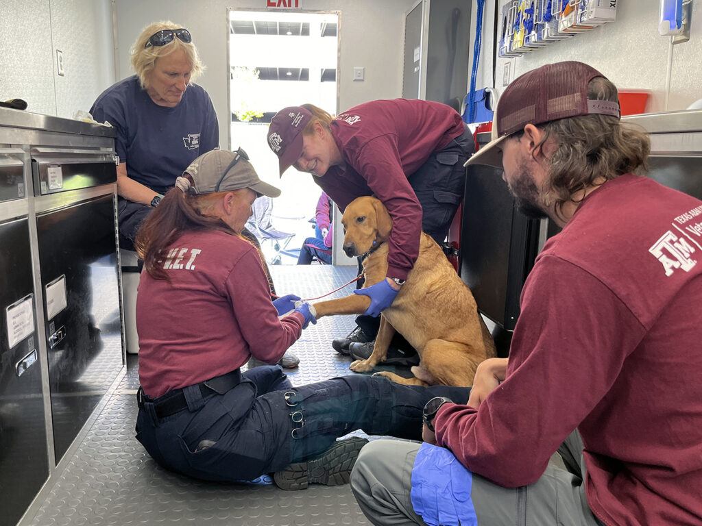 A group of Texas A&M Veterinary Emergency Team members put bandages on a dog's foot during a deployment to North Carolina to help in the recovery efforts following Hurricane Helene.