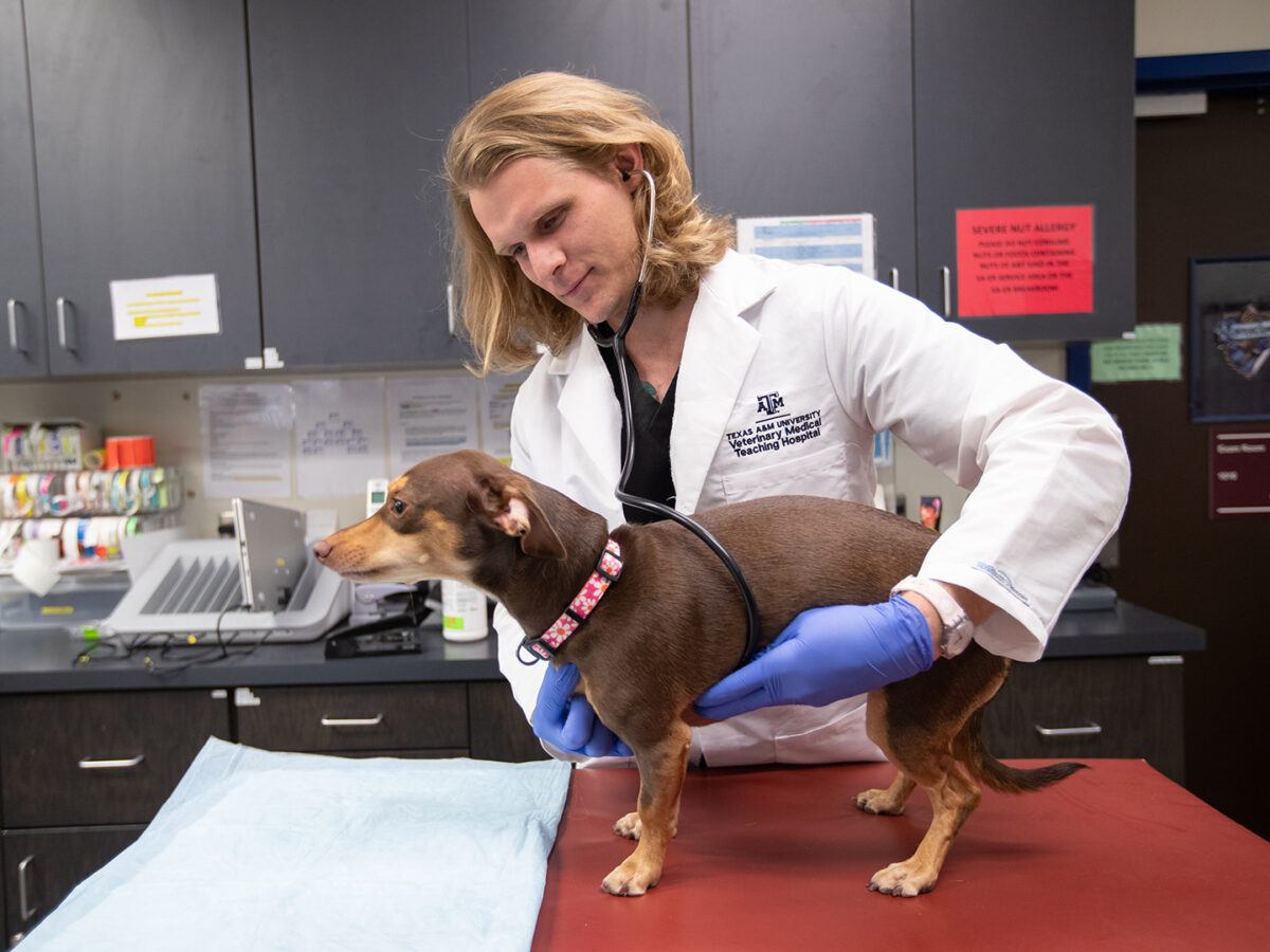 a dog at the Vet Med teaching hospital being examined