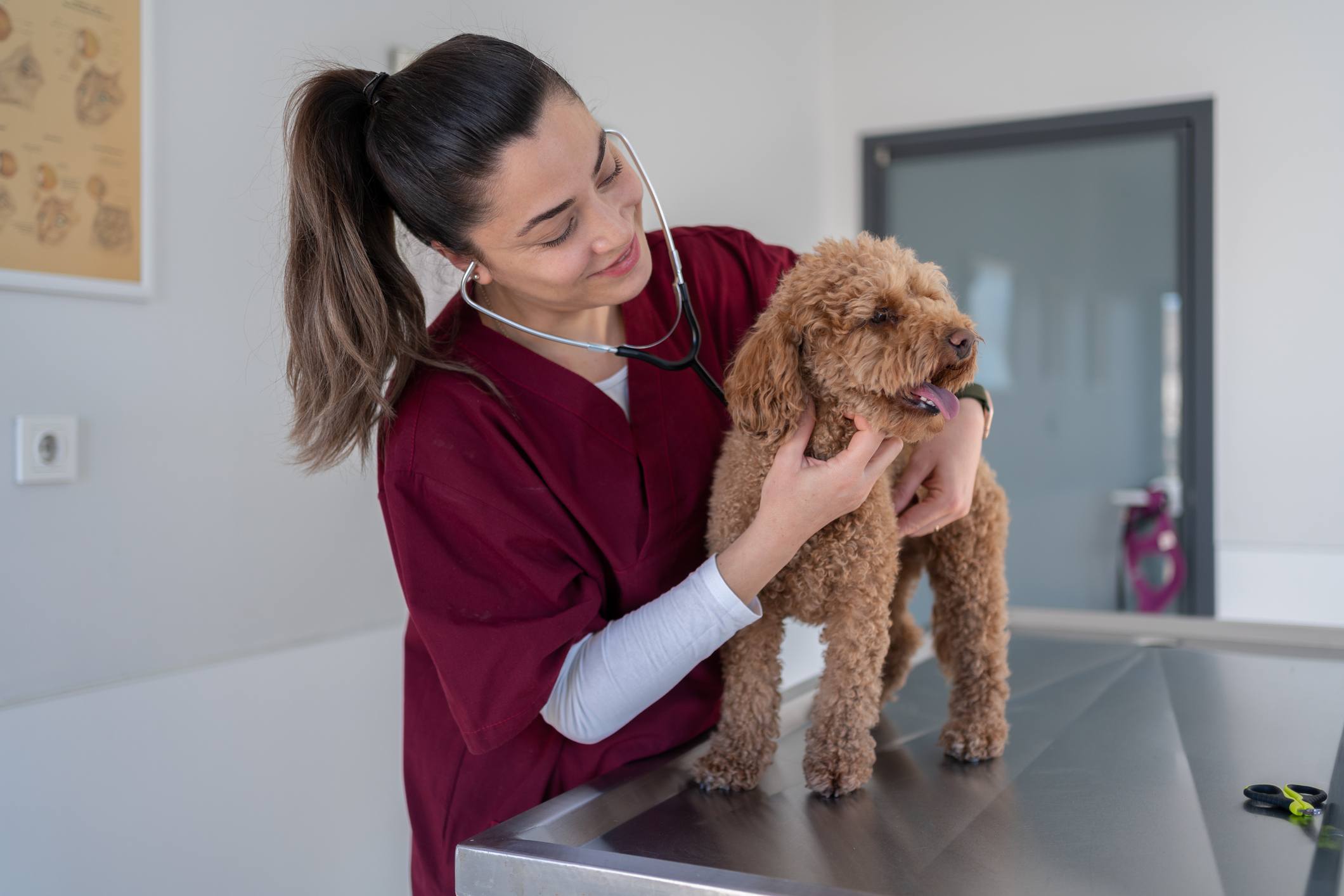 veterinarian checking a dog's heartbeat