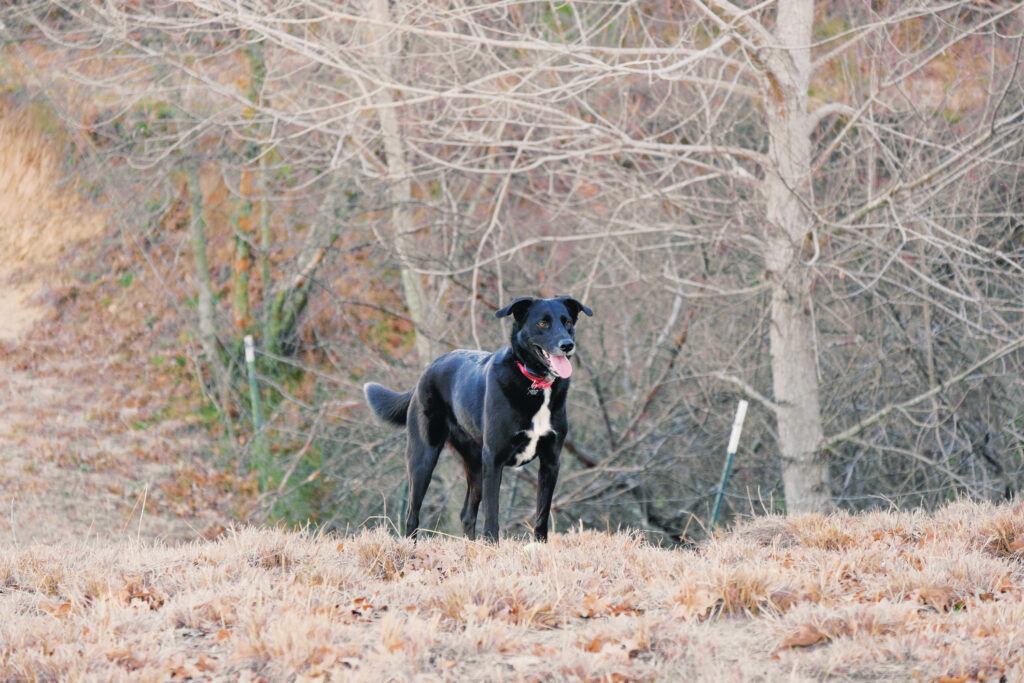 a dog in a wooded area of Texas