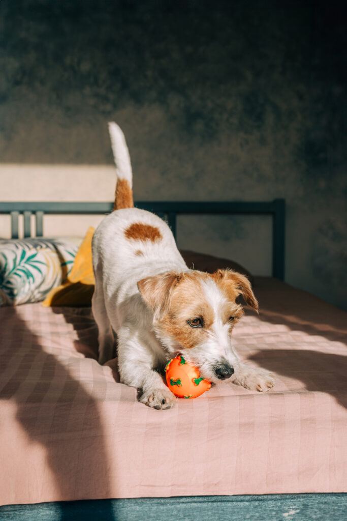a dog playing with a ball