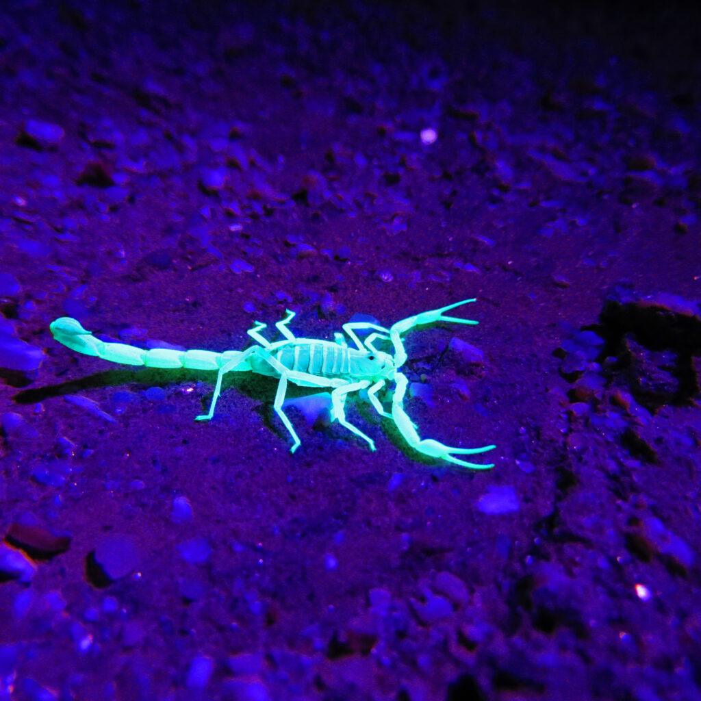 a scorpion that is fluorescent under UV light