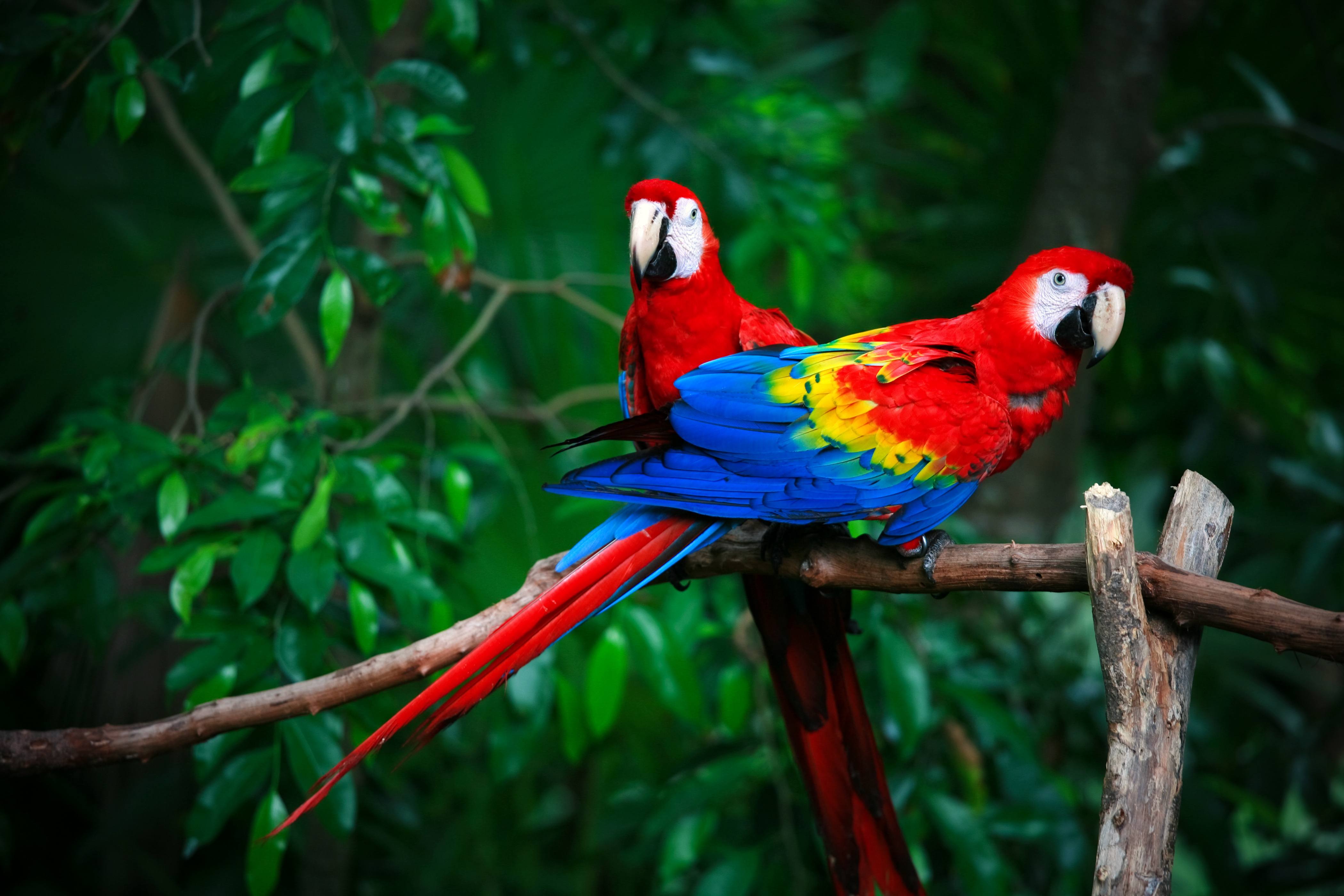 A photo of a pair of scarlet macaws sitting on a branch.