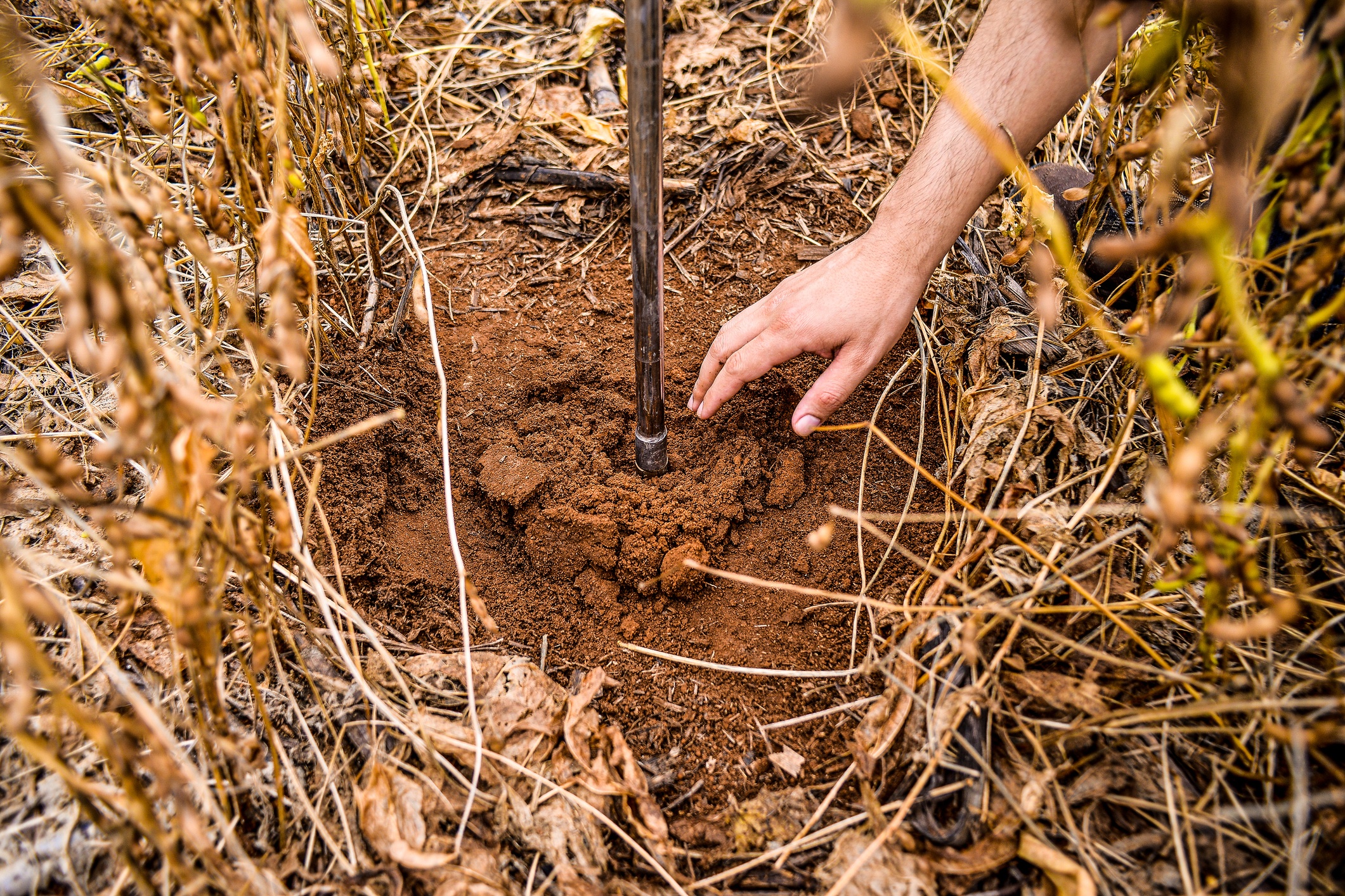 Collection of soil sample